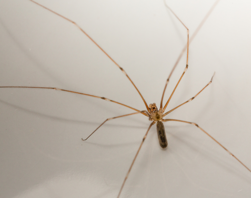 long bodied cellar spiders poisonous